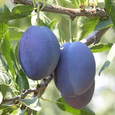 Слива СТЭНЛИ  Слива СТЭНЛИ в Омске