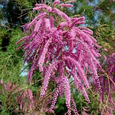 Тамарикс ПИНК КАСКАД  Тамарикс ПИНК КАСКАД в Омске