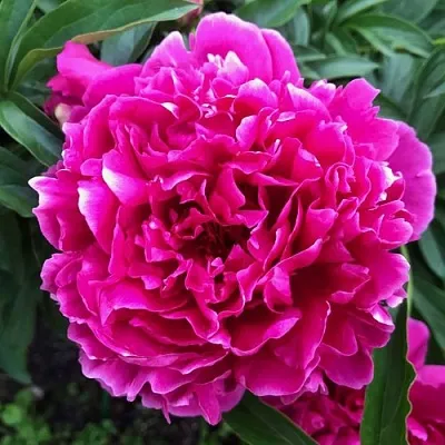 Пион КАРЛ РОЗЕНФЕЛЬД травянистый  Пион КАРЛ РОЗЕНФЕЛЬД травянистый в Омске