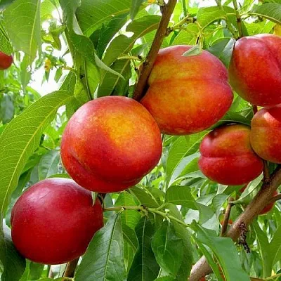 Нектарин ХАРБЛЕЙЗ  Нектарин ХАРБЛЕЙЗ в Омске