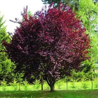 Слива НИГРА растопыреная   Слива НИГРА растопыреная  в Омске