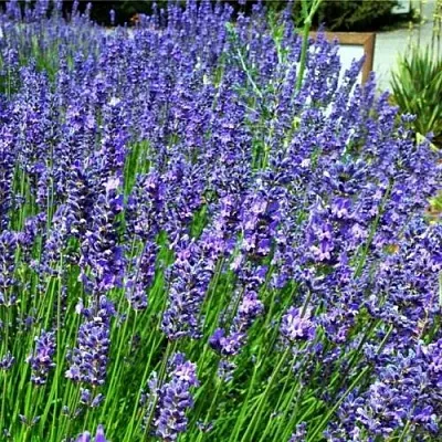 Лаванда ФЕНОМЕНАЛ узколистная  Лаванда ФЕНОМЕНАЛ узколистная в Омске