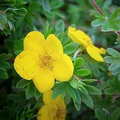 Лапчатка ГОЛДСТАР кустарниковая  Лапчатка ГОЛДСТАР кустарниковая в Омске