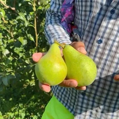 Груша ЗАРЕЧНАЯ КОМПАКТНАЯ  Груша ЗАРЕЧНАЯ КОМПАКТНАЯ в Омске