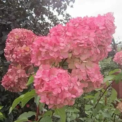 Гортензия АМАРИН метельчатая  Гортензия АМАРИН метельчатая в Омске