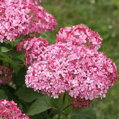 Гортензия ИНВИЗИБЛ СПИРИТ  Гортензия ИНВИЗИБЛ СПИРИТ в Омске