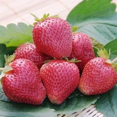 Клубника ВИМА КСИМА в Омске