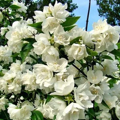 Жасмин ДЕНИСКИНЫ РАССКАЗЫ  Жасмин ДЕНИСКИНЫ РАССКАЗЫ в Омске