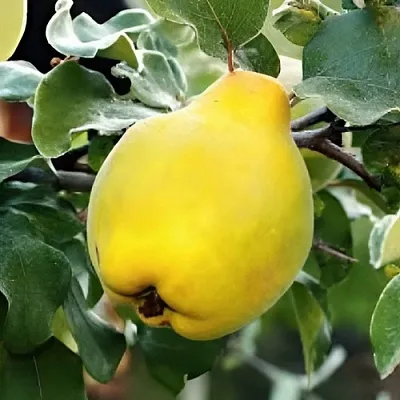 Айва МИР  Айва МИР в Омске