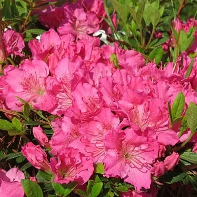 Азалия КИРСТИН японская  Азалия КИРСТИН японская в Омске