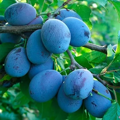 Синяя   Синяя  в Омске