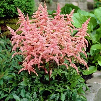 Астильба БРЕССИНГЕМ БЬЮТИ Арендса  Астильба БРЕССИНГЕМ БЬЮТИ Арендса в Омске