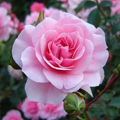 Саженцы роз БОНИКА флорибунда  Саженцы роз БОНИКА флорибунда в Омске