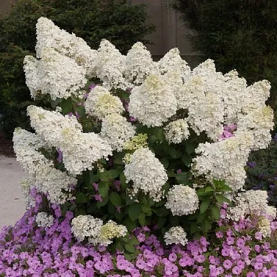 Гортензия БОБО метельчатая  Гортензия БОБО метельчатая в Омске