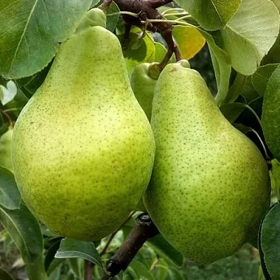 Груша НОЯБРЬСКАЯ ЗИМНЯЯ  Груша НОЯБРЬСКАЯ ЗИМНЯЯ в Омске