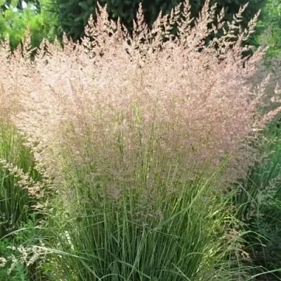 Вейник ОВЕРДАМ остроцветковый  Вейник ОВЕРДАМ остроцветковый в Омске