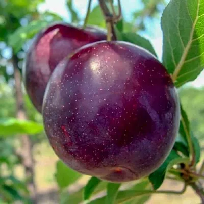 Слива АНЖЕЛИНО  Слива АНЖЕЛИНО в Омске