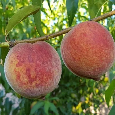 Персик КОНДОР  Персик КОНДОР в Омске