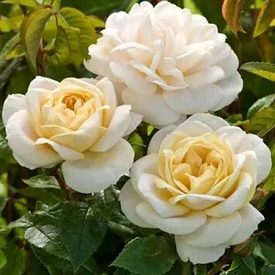 Саженцы роз ДЖЕЙ ПИ КОННЕЛ шраб  Саженцы роз ДЖЕЙ ПИ КОННЕЛ шраб в Омске