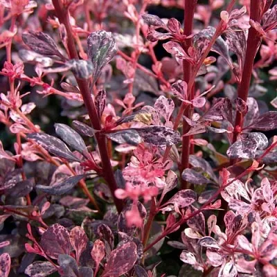 Барбарис АРЛЕКИН тунберга в Омске