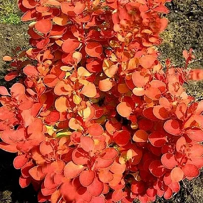 Барбарис ОРАНЖ ФАЙЕР тунберга в Омске