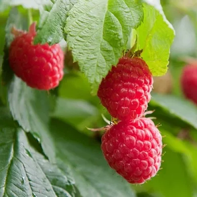 Малина МАРАВИЛЛА  Малина МАРАВИЛЛА в Омске