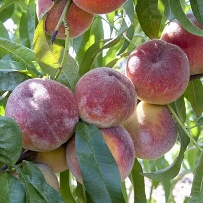 Персик ЗАРМЕНЮ  Персик ЗАРМЕНЮ в Омске