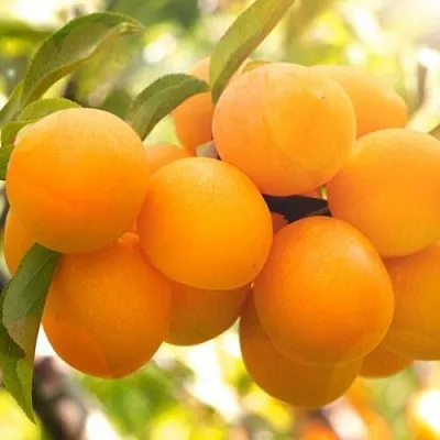 Слива МАРА  Слива МАРА в Омске