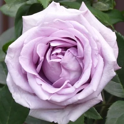 Саженцы роз ИНДИГОЛЕТТА плетистая  Саженцы роз ИНДИГОЛЕТТА плетистая в Омске