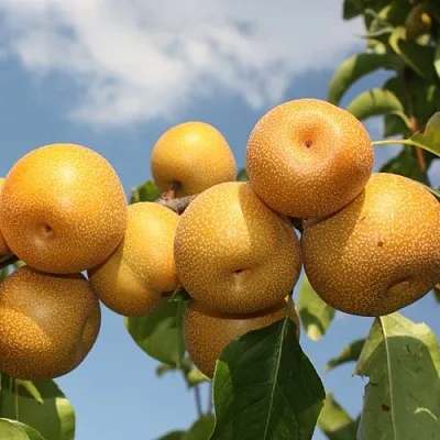 Груша азиатская  Груша азиатская в Омске