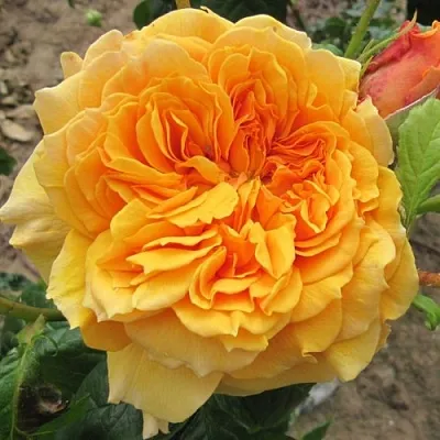 Саженцы роз ЛЕА ТУТУ шраб  Саженцы роз ЛЕА ТУТУ шраб в Омске