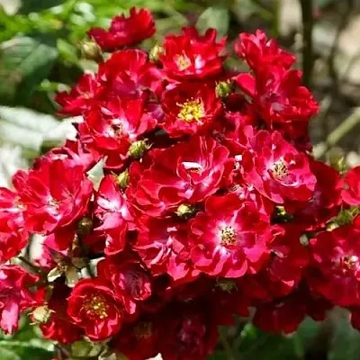 Саженцы роз АЛЬБЕРИХ полиантовая в Омске