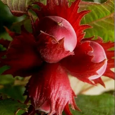 Фундук БАГРЯНЕЦ  Фундук БАГРЯНЕЦ в Омске