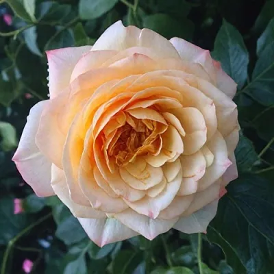 Саженцы роз АБЕЙ ДЕ СЕНТ-АМАН шраб  Саженцы роз АБЕЙ ДЕ СЕНТ-АМАН шраб в Омске