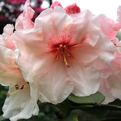 Рододендрон ХАНЯ	  Рододендрон ХАНЯ	 в Омске