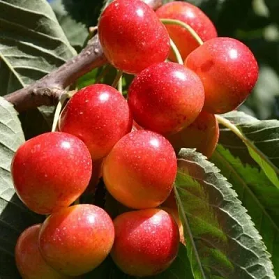 Черешня ГАСТИНЕЦ  Черешня ГАСТИНЕЦ в Омске