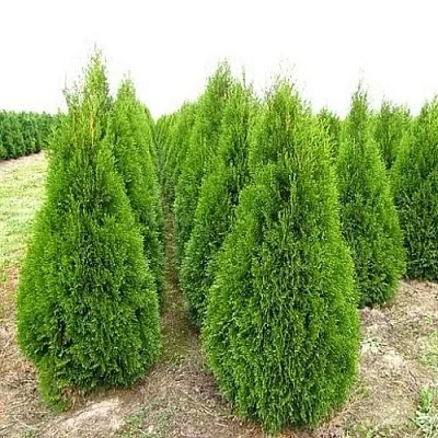 Туя СМАРАГД западная  Туя СМАРАГД западная в Омске