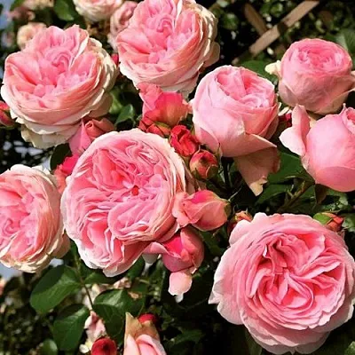 Саженцы роз ДЖАРДИНА плетистая  Саженцы роз ДЖАРДИНА плетистая в Омске