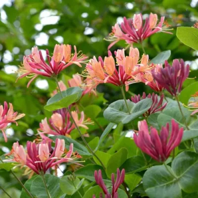 Жимолость ГЕКРОТА в Омске