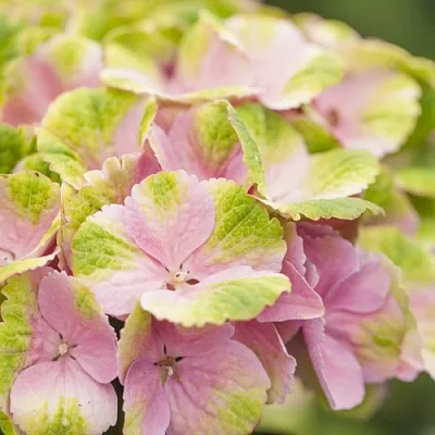 Гортензия МЭДЖИКАЛ КРИСТАЛЛ крупнолистная  Гортензия МЭДЖИКАЛ КРИСТАЛЛ крупнолистная в Омске