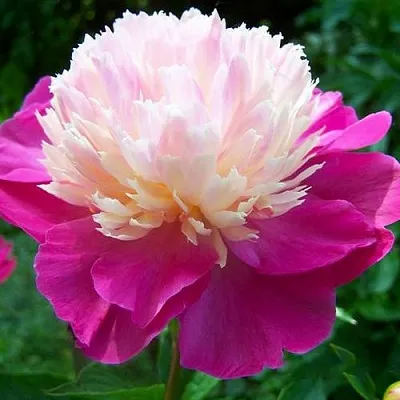 Пион ГЕЙ ПАРИ травянистый  Пион ГЕЙ ПАРИ травянистый в Омске