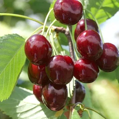 Черешня ОВСТУЖЕНКА  Черешня ОВСТУЖЕНКА в Омске