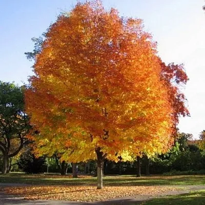 Клен серебристый  Клен серебристый в Омске