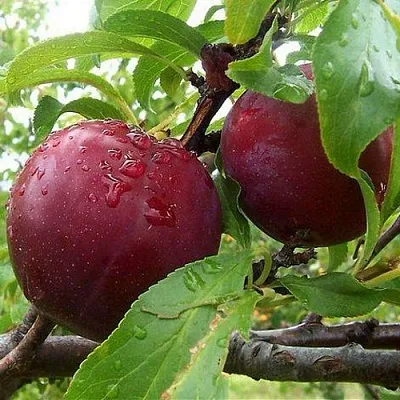 Слива КЛЕОПАТРА  Слива КЛЕОПАТРА в Омске