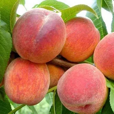 Персик ФЛЕМИНГ ФЬЮРИ  Персик ФЛЕМИНГ ФЬЮРИ в Омске