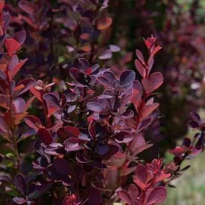 Барбарис ХЕЛМОНД ПИЛЛАР тунберга в Омске