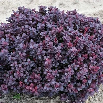 Барбарис КОНКОРД тунберга  Барбарис КОНКОРД тунберга в Омске