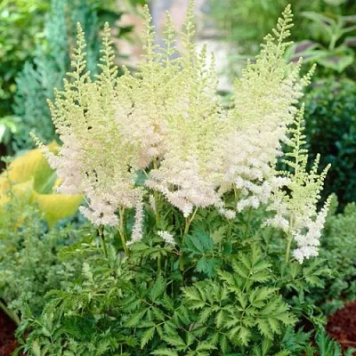 Астильба МИЛК ЭНД ХАНИ китайская  Астильба МИЛК ЭНД ХАНИ китайская в Омске