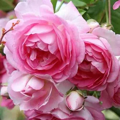 Саженцы роз ЖАСМИНА плетистая  Саженцы роз ЖАСМИНА плетистая в Омске