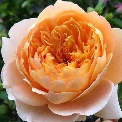 Саженцы роз ЭФФИ чайно-гибридная  Саженцы роз ЭФФИ чайно-гибридная в Омске